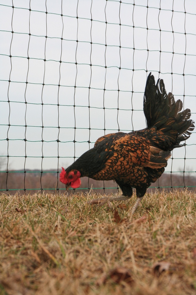 npcg_chicken-98723.jpg