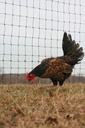 npcg_chicken-98723.jpg