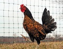npcg_chicken2-91863.jpg