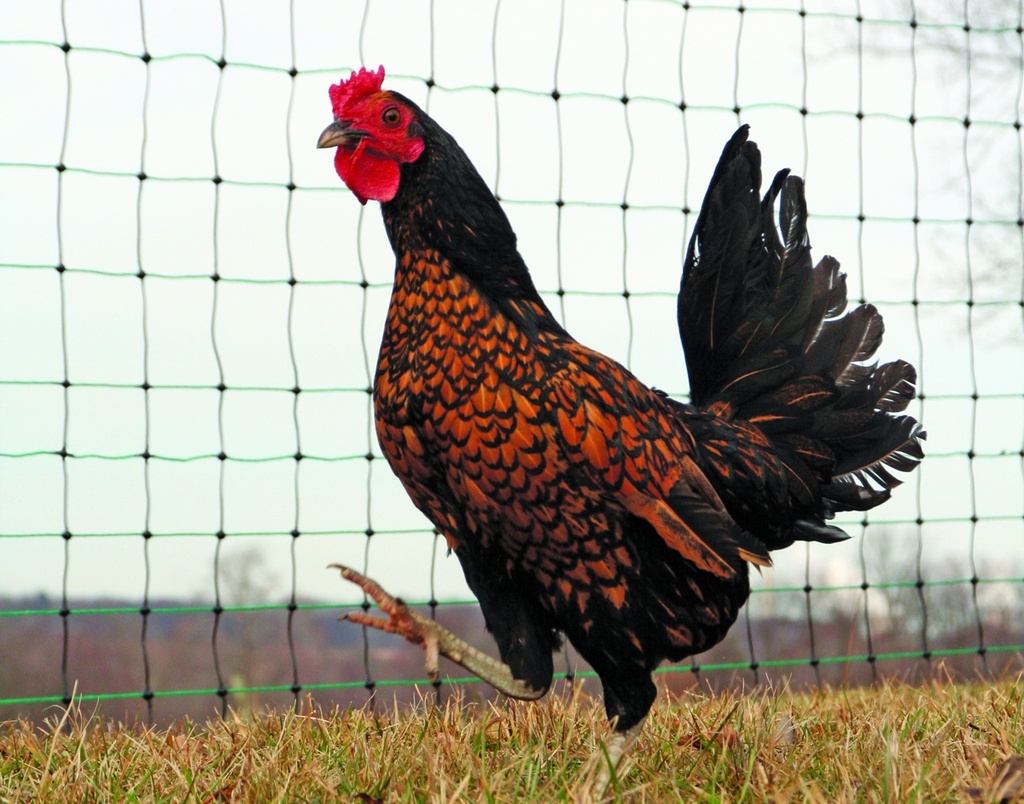 npcg_chicken2-97608.tif