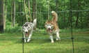 carla-sdogs_enet-94448.jpg