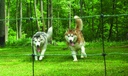 carla-sdogs_enet-87003.tif