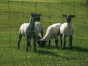 nsgg_lambs2-91998.jpg