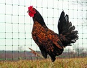 14/48"/3½",  Electric Netting, Standard, 82'